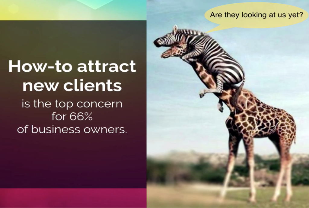 Funny picture of zebra on giraffe "How to attract new client is the top concern for 66% of business owners. Business growth plan